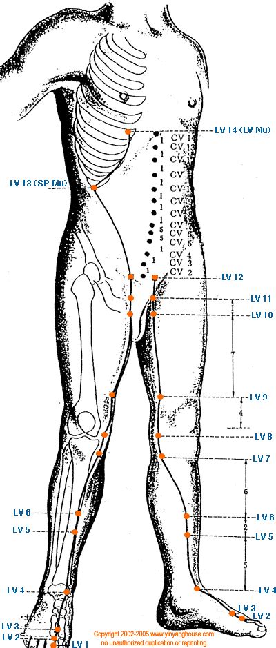 liver 11 acupuncture point